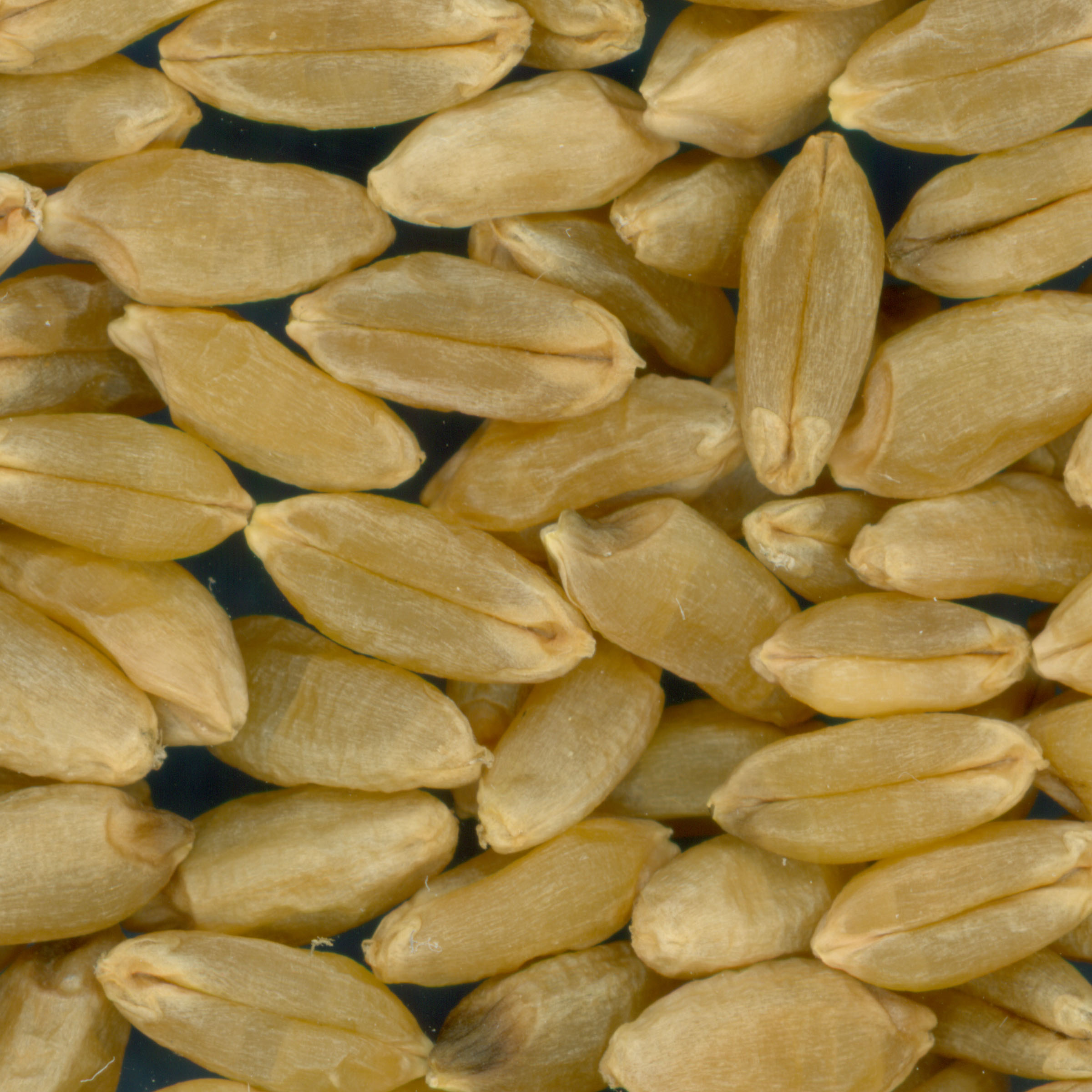 Click for 3 image(s) for this accession. KERNELS